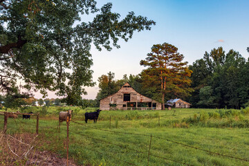 Obraz premium Beef cows and barn at twilight