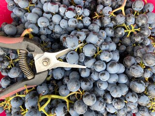 Cutting wine grapes with scissor