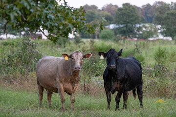 Commerical cows in overgrown pasture