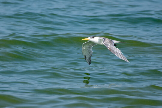 Lesser crested tern (Thalasseus bengalensis) in flight over the water