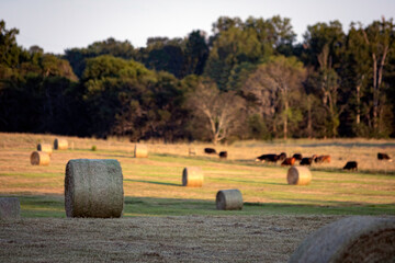 Round hay bales with cattle grazing in background © jackienix