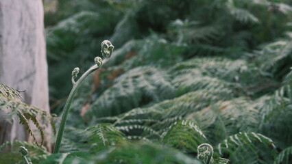 baby fern in the forest