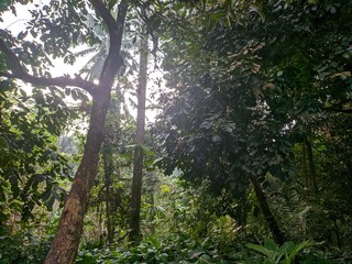 Fototapeta premium sun rays in the forest