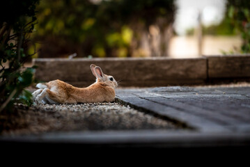 Rabbit stretching out on the ground