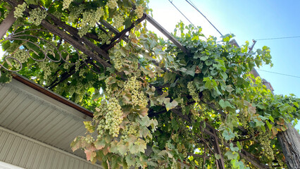 Bunches of green grapes hang from the roof. Natural background.