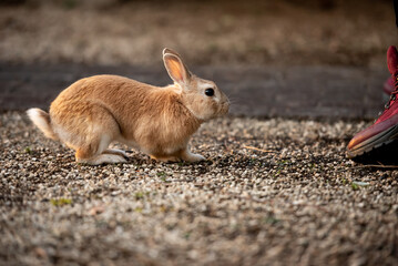 Rabbit on the ground and owners shoe