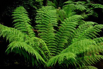 Fototapeta na wymiar The tree ferns are arborescent (tree-like) ferns that grow with a trunk elevating the fronds above ground level, making them trees. Most tree ferns are members of the 