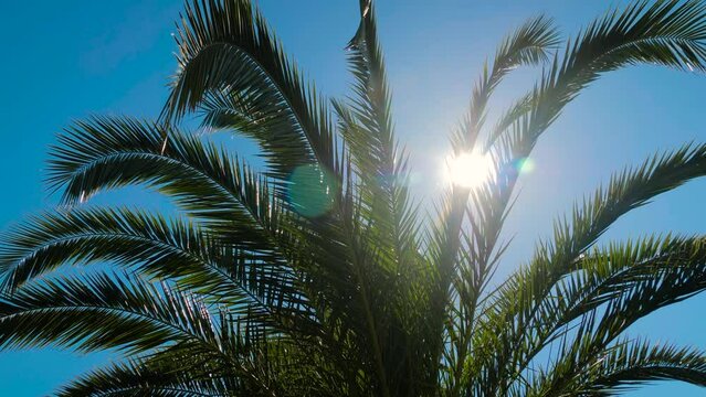 Bright sun shining through green palm leaves in the park, forest - clear blue sky in afternoon: slow motion, no people - sun lens flare, close up. Abstract, b-roll, summer, tropical and nature concept