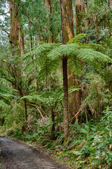 The tree ferns are arborescent (tree-like) ferns that grow with a trunk elevating the fronds above ground level, making them trees. Most tree ferns are members of the 