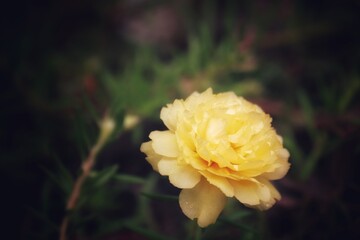 yellow flower in the garden