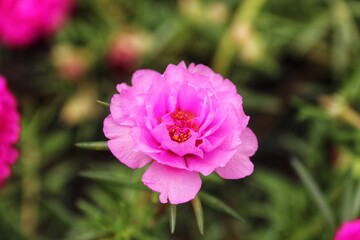 Obraz premium pink flower in the garden
