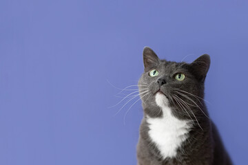 A shorthair cat on a blue background. Portrait. Pets. Copy space