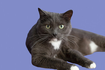 A shorthair cat on a blue background. Portrait. Pets. Holidays and events