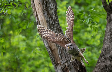 Mama Barred Owl Wing Pattern Display