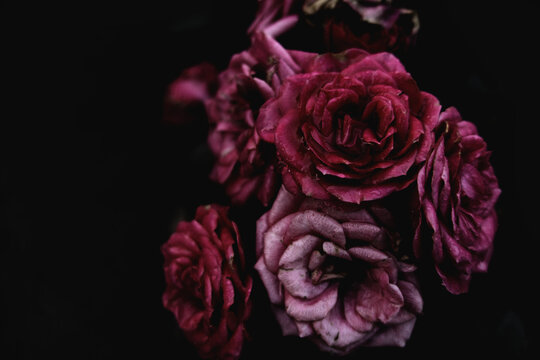 Pink blooming roses close up, bush flowers bouget as dark elegant floral botanical mysterious fantasy dream like dreamy vintage background backdrop wallpaper