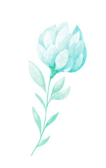 Isolated softness teal colored floral design elements. Light green flower with leaves on white background. Watercolor painting softness flowers with leaves.