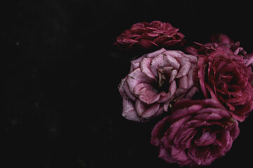 Pink blooming roses close up, bush flowers bouget as dark elegant floral botanical mysterious fantasy dream like dreamy vintage background backdrop wallpaper