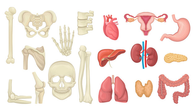 Human Internal Organs with Heart, Liver and Kidney and Bones with Skull Vector Set
