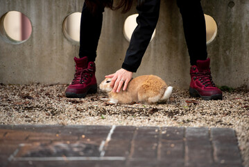 Rabbit walking with owner in red mountain boots