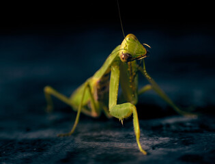 Portrait cute large green praying mantis on a black background