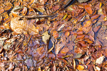 水たまりの落ち葉＿秋