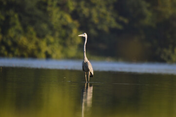 Beautiful birds looking for food early in the morning near beautiful lake in Sri Lanka.