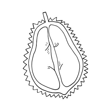 recommend clip art: durian fruit half hand drawn in doodle style. icon, sticker, menu.