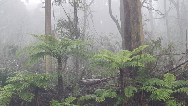 Yarra Ranges National Park is located in the Central Highlands of Australia's southeastern state Victoria, 107 km northeast of Melbourne. Established in 1995 and managed by the statutory authority
