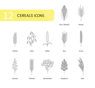 The set of icons of grain plants includes wheat, oats and barley, rye and corn, triticale and sorghum, buckwheat and quinoa, prosho or millet, rice. Vector line illustration cereal plants.