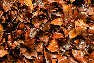 Wet dried leaves