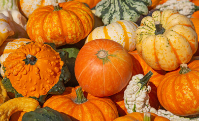 Colorful pumpkins