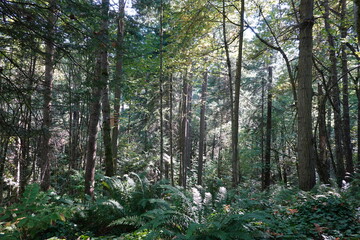 Obraz premium British columbia rainforest