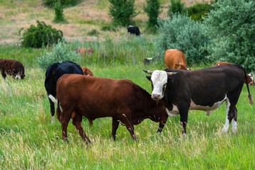 Cows on the meadow near hill. Two young bulls, brown and grey with white head are playing each other. Grey bull is looking the camera. Horns of brown bull are cut down. 