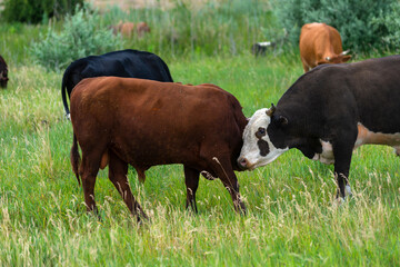 Cows on the meadow near hill. Two young bulls, brown and grey with white spots butt heads playfully. Horns of brown bull are cut down. Domestic cows and cattle breeding