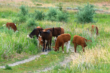 Naklejka na ściany i meble Rustic scene. Aa flock of calves are on the country road crossing the pasture.. Domestic cows and cattle breeding