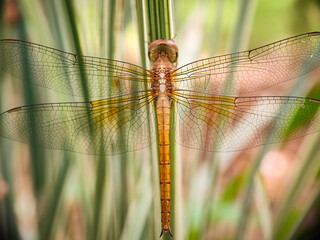 close-up of dragonfly Tholymis tillarga