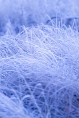 Winter nature background. Frozen branch with leaves closeup