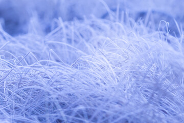 Winter nature background. Frozen branch with leaves closeup