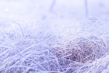 Winter nature background. Frozen branch with leaves closeup
