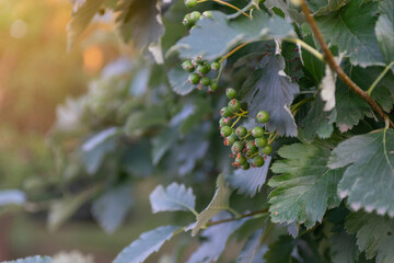 Unripe berries of Rowan (Latin Sorbus) in the park. It is a genius of relatively low woody plants of the Apple tree tribe (Rosales) of the Pink family (Rosaceae).
