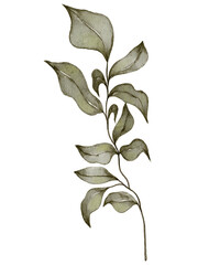 Watercolor leaf illustration 