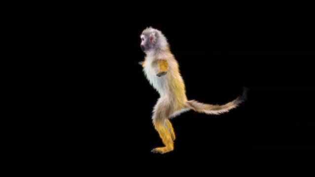 monkeys Dance CG fur 3d rendering animal realistic CGI VFX Animation Loop  composition 3d mapping cartoon, with Alpha matte