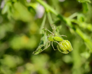 Peucetia viridans