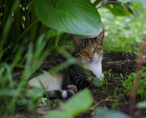 Naklejka na ściany i meble cat hiding below some leaves in the garden