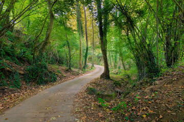 A path runs through the dense gum forest of La Garrotxa, Catalonia, Spain