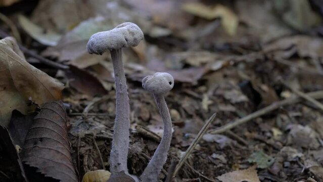 Amethyst Deceiver in natural environment (Laccaria amethystina) - (4K)
