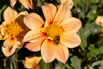 an insect perched on a dahlia pollinating the flower
