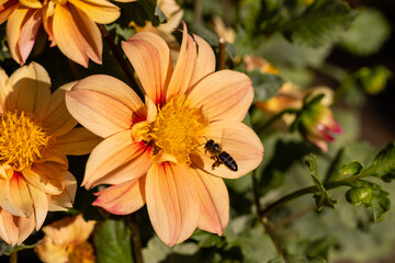 an insect perched on a dahlia pollinating the flower