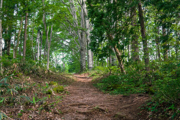 戸隠神社火之御子社の側の遊歩道／日本長野県長野市【妙高戸隠連山国立公園】