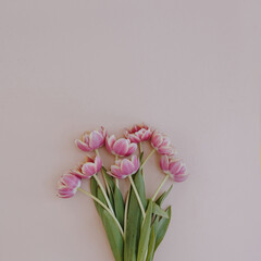 Tulip flowers bouquet on pink background. Flat lay, top view